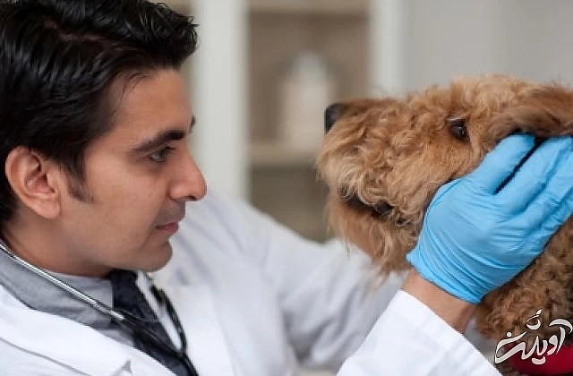 بهترین شغل‌ های سال 2021